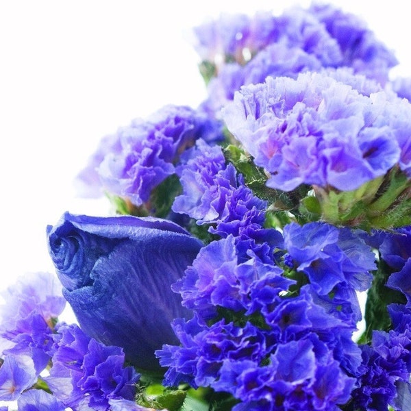Wavyleaf Sea Lavender Statice Blue Flowers 0.3g / 70 Seeds - Limonium Sinuatum GMO Free