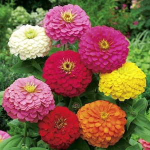 Zinnia Dahlia Flowers Blend 1g / 50 Seeds Zinnia Elegans GMO Free image 1