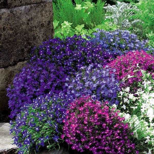 Falsche Rockcress großblumige Aubrieta Blumen Mischung 0,3 g / 200 Samen - Aubrieta Hybrida GMO FREE