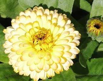 Common Marigold Cream Beauty Flowers 2g / 100 Seeds - Calendula Officinalis GMO FREE
