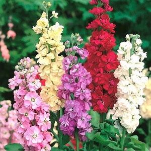 Stocks Garden Stock Flowers Blend 0.5g / 100 Seeds Matthiola Incana Annua GMO FREE image 1