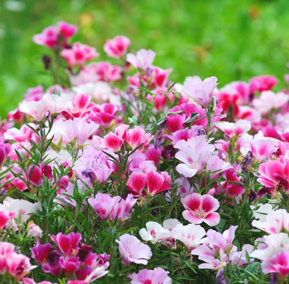 Farewell to Spring SeedsGodetia Clarkia Amoena Pink Red Cherry Flower 2021 Farewell to Spring SeedsGodetia Clarkia Amoena Pink Red Cherry Flower 2021