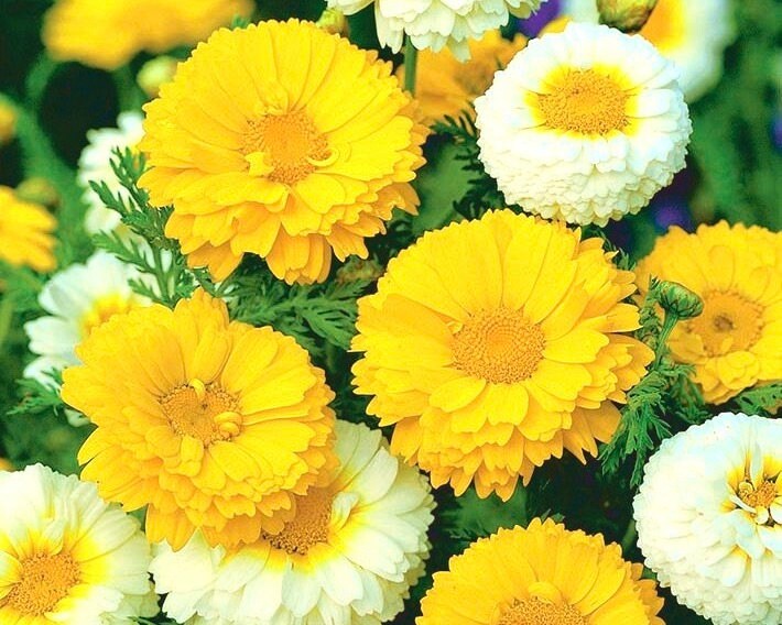 Chrysanthemum coronarium 2024