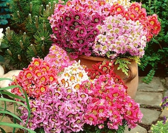 Butterfly Flowers Poor Man's Orchid Flowers Blend 0.5g - 400 Seeds Schizanthus Wisetonensis GMO Free