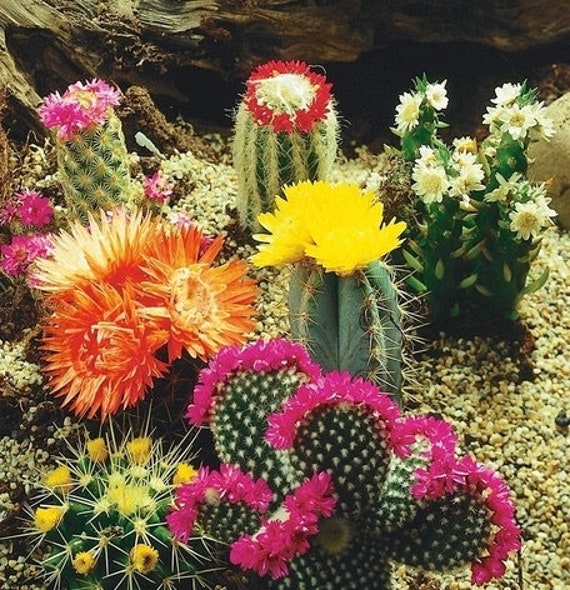Cactus Blend Mix Seeds 0.2g / 30 Seeds Cactaceae GMO Free | Etsy