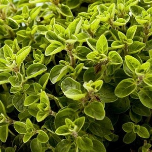 Oregano Herb 500 Seeds Origanum Vulgare GMO Free image 4