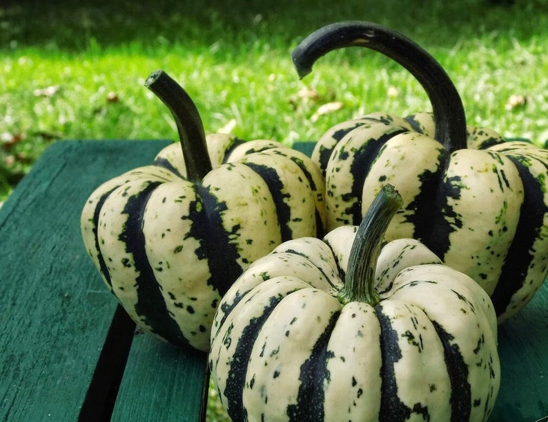 Decorative Pumpkin Sweet Dumpling 2g / 20 Seeds Cucurbita Pepo GMO FREE image 1