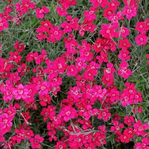 Fleurs d'œillets roses de jeune fille 0,3 g / 500 graines – Dianthus Deltoides SANS OGM