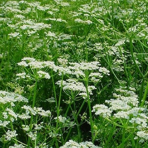 Caraway Persian Cumin 1g / 200 Seeds - Carum Carvi GMO Free