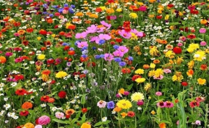 Bee Attracting Blend Bee Happy Mix 2g500 Seeds GMO FREE