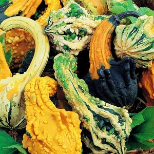 Decorative Pumpkin Little Indian Blend 2g / 25 Seeds - Cucurbita Pepo GMO FREE