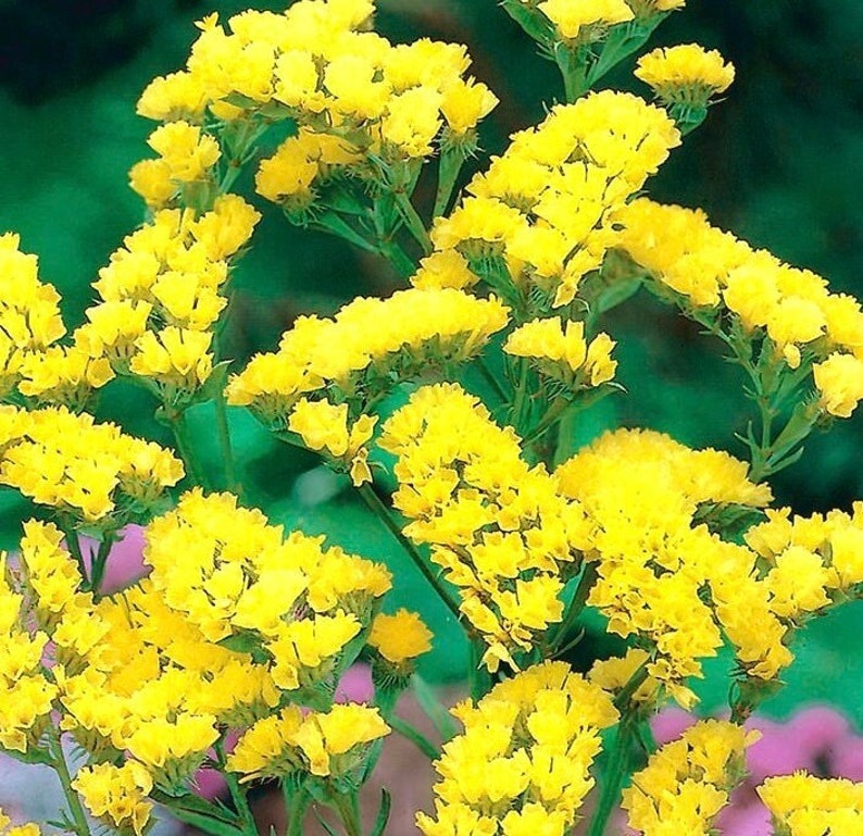 Wavyleaf Sea Lavender Statice Yellow Flowers 0.3g / 70 Seeds Limonium Sinuatum GMO Free image 1