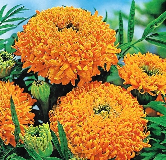 Caléndula Africana Alta Flores Fantásticas / 100 Semillas - Etsy España Caléndula Africana Alta Flores Fantásticas / 100 Semillas - Etsy España