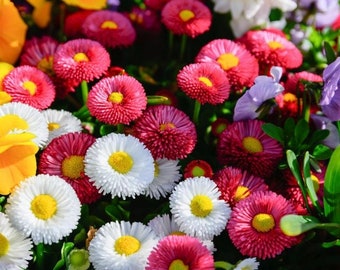 English Daisy Flowers Blend 0.2g / 300 Seeds - Bellis Perennis GMO Free