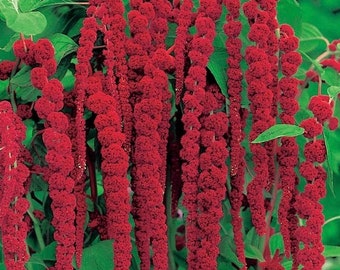 Love Lies Bleeding / Tassel Flower / Amaranth / Grand Cascade Flowers 0.5g / 600 Seeds - Amaranthus Caudatus GMO FREE