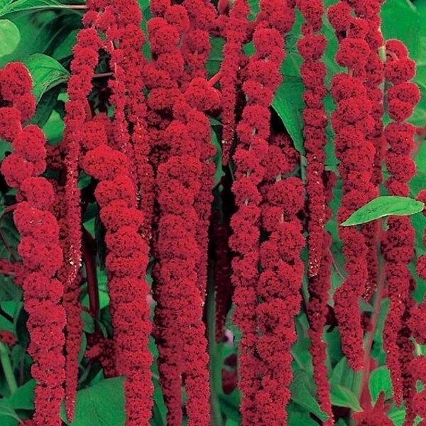 Love Lies Bleeding / Tassel Flower / Amaranth / Grand Cascade Flowers 0.5g / 600 Seeds - Amaranthus Caudatus GMO FREE