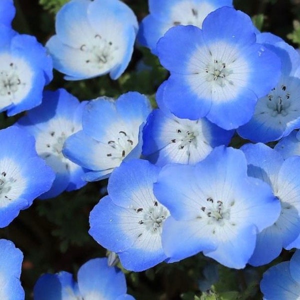 Mélange de fleurs Baby Blue Eyes 1 g / 200 graines - Nemophila SANS OGM