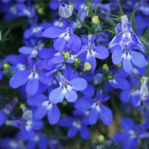 Edging Lobelia Blue Fountain Cascade Flowers 0.1g - 200 Seeds - Lobelia Erinus Pendula GMO Free