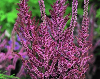 Russian Statice Pink Pokers Flowers 0.1g / 200 Seeds - Limonium Suworowii GMO FREE