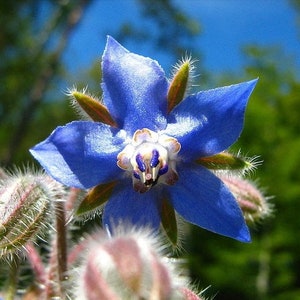 Borretsch Kräuter Starflower 100 Samen - Borago Officinalis GMO FREI