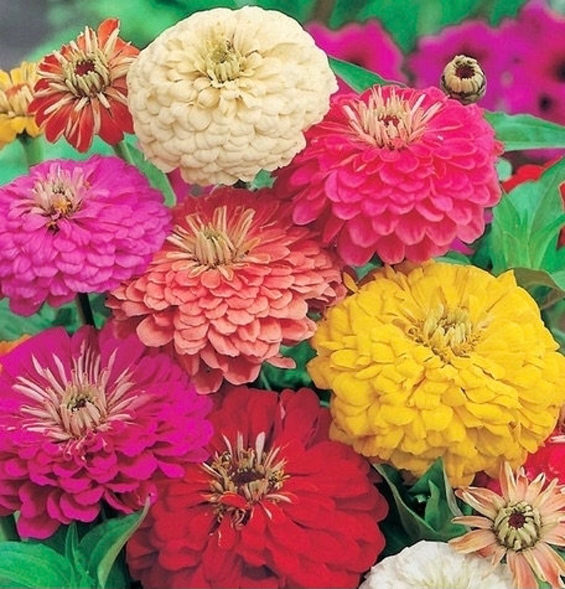 Zinnia Dahlia Flowers Blend 1g / 50 Seeds Zinnia Elegans GMO Free image 3