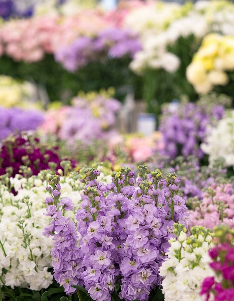 Stocks Garden Stock Flowers Blend 0.5g / 100 Seeds Matthiola Incana Annua GMO FREE image 4