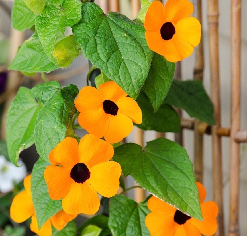 Black Eyed Susan Vine Flowers 0.5g / 20 Seeds Thunbergia Etsy UK
