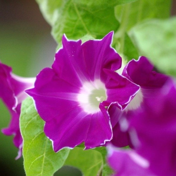 Common Morning Glory Red Picotee Climbing Flowers Creeper 1g / 20 Seeds Ipomoea Purpurea GMO FREE