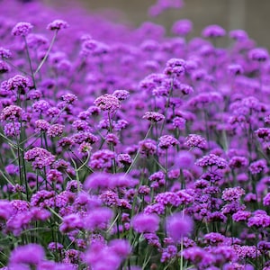 Brasilianisches Eisenkraut Patagonische Eisenkraut Top Lilac Purple Flowers 0,2g / 200 Samen - Verbena Bonariensis GMO FREE