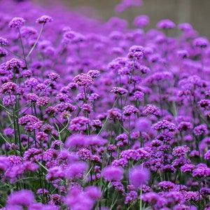 Brasilianisches Eisenkraut Patagonische Eisenkraut Top Lilac Purple Flowers 0,2g / 200 Samen - Verbena Bonariensis GMO FREE