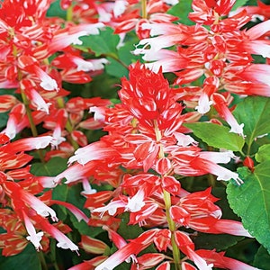 Scarlet Sage Amore Scarlet Bicolor Flowers 10 Seeds - Salvia Splendens GMO FREE
