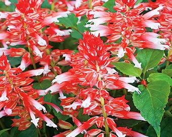 Scarlet Sage Amore Scarlet Bicolor Flowers 10 Semillas - Salvia Splendens GMO FREE