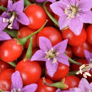 Wolfberry Goji Berry 0.1g / 50 Seeds - Lycium Barbarum GMO Free
