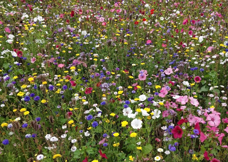 Bee Attracting Blend Bee Happy Mix 2g500 Seeds GMO FREE