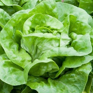 Leaf Lettuce / Nochowska 1g / 100 Seeds - Lactuca Sativa GMO Free