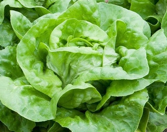 Leaf Lettuce / Nochowska 1g / 100 Seeds - Lactuca Sativa GMO Free