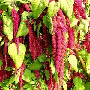 Love Lies Bleeding Seeds: Red Tassel Flower Amaranth - 1000 Seeds