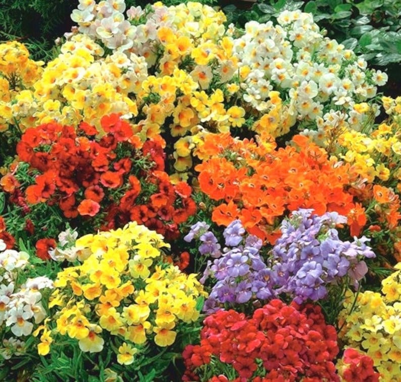 Семена Немезии Купить В Спб