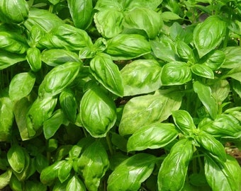 Basil Genovese 1g / 300 Seeds - Ocimum Basilicum GMO FREE