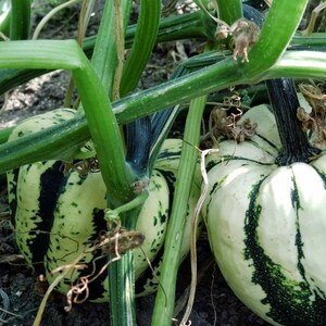 Decorative Pumpkin Sweet Dumpling 2g / 20 Seeds Cucurbita Pepo GMO FREE image 4