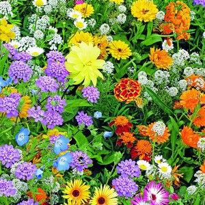 Bee Attracting Blend Bee Happy Mix 2g500 Seeds GMO FREE