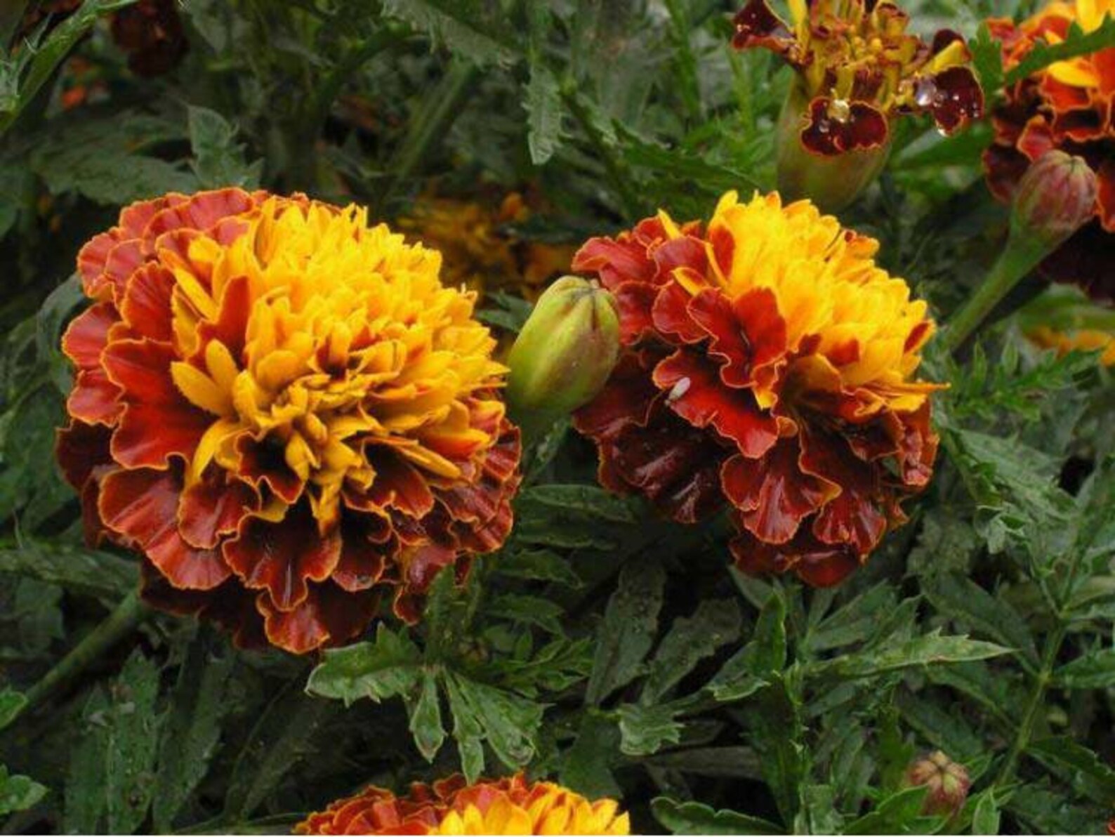 Flor Orgánica Francesa Marigold Bonita Carmen 1g / 50 Semillas | Etsy