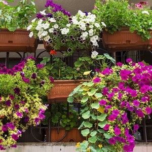 Miscela di fiori colorati per balcone 1g / 300 semi senza OGM