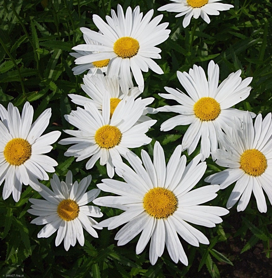 Mélange vivace de fleurs blanc-jaune de marguerite Oxeye 1g / - Etsy Canada