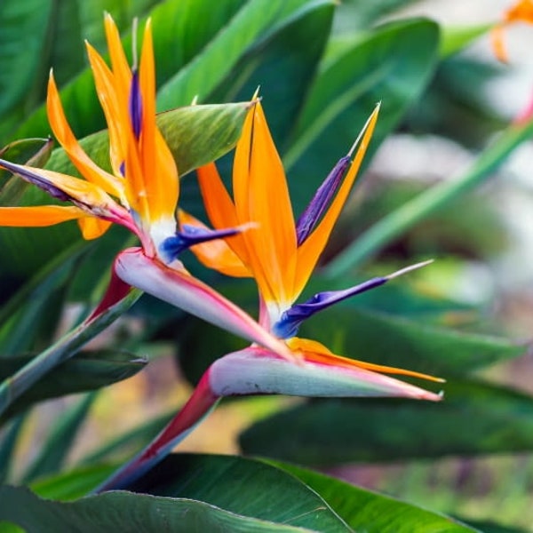 Paradiesvogel Kranich Blume 5 Samen - Strelitzia Reginae Gentechnikfrei