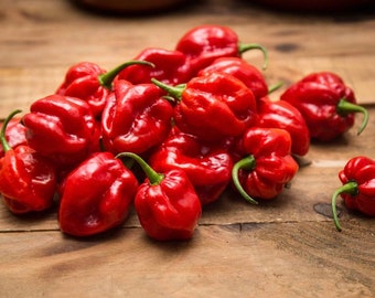 Hot Pepper / Habanero Red / Habanero Pepper 0.2g / 30 Seeds - Capsicum Chinense GMO Free