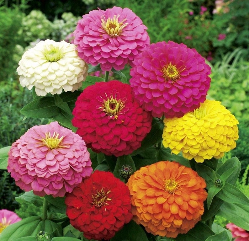 Zinnia Dahlia Flowers Blend 1g / 50 Seeds Zinnia Elegans GMO Free image 1