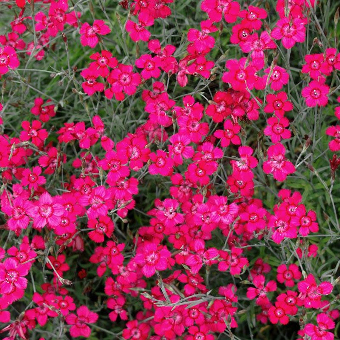 imagezilla pink maiden imagezilla pink maiden