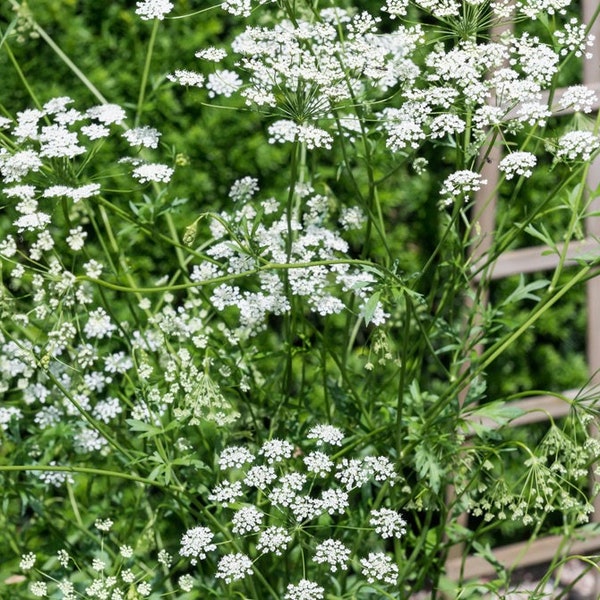 Anise Aniseed Burnet Saxifrage 1g / 200 Seeds - Pimpinella Anisum GMO Free