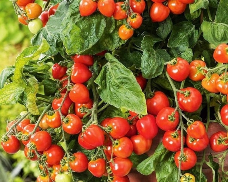 Cherry Tomato / Gartenperle 0.3g / 60 Seeds Lycopersicon Esculentum GMO Free image 1